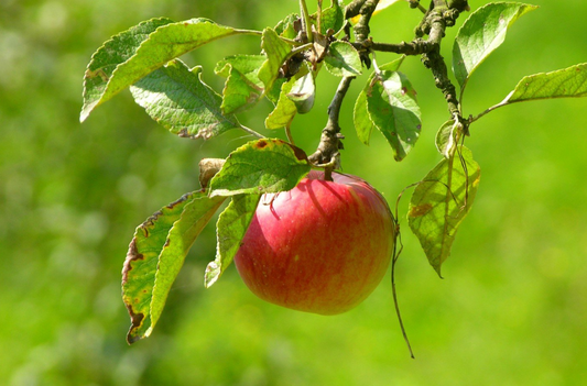 Apple tree leaf