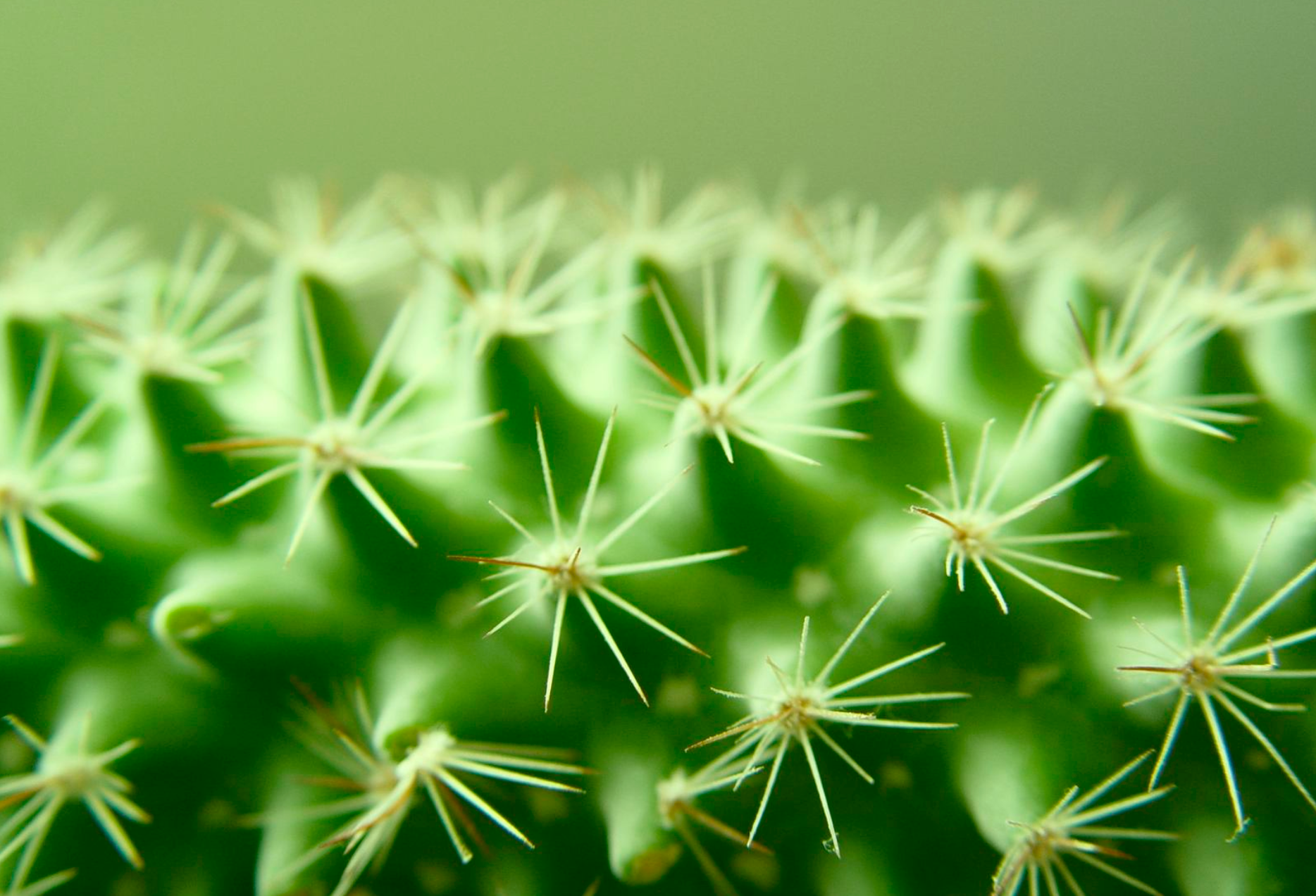 Cactus needle