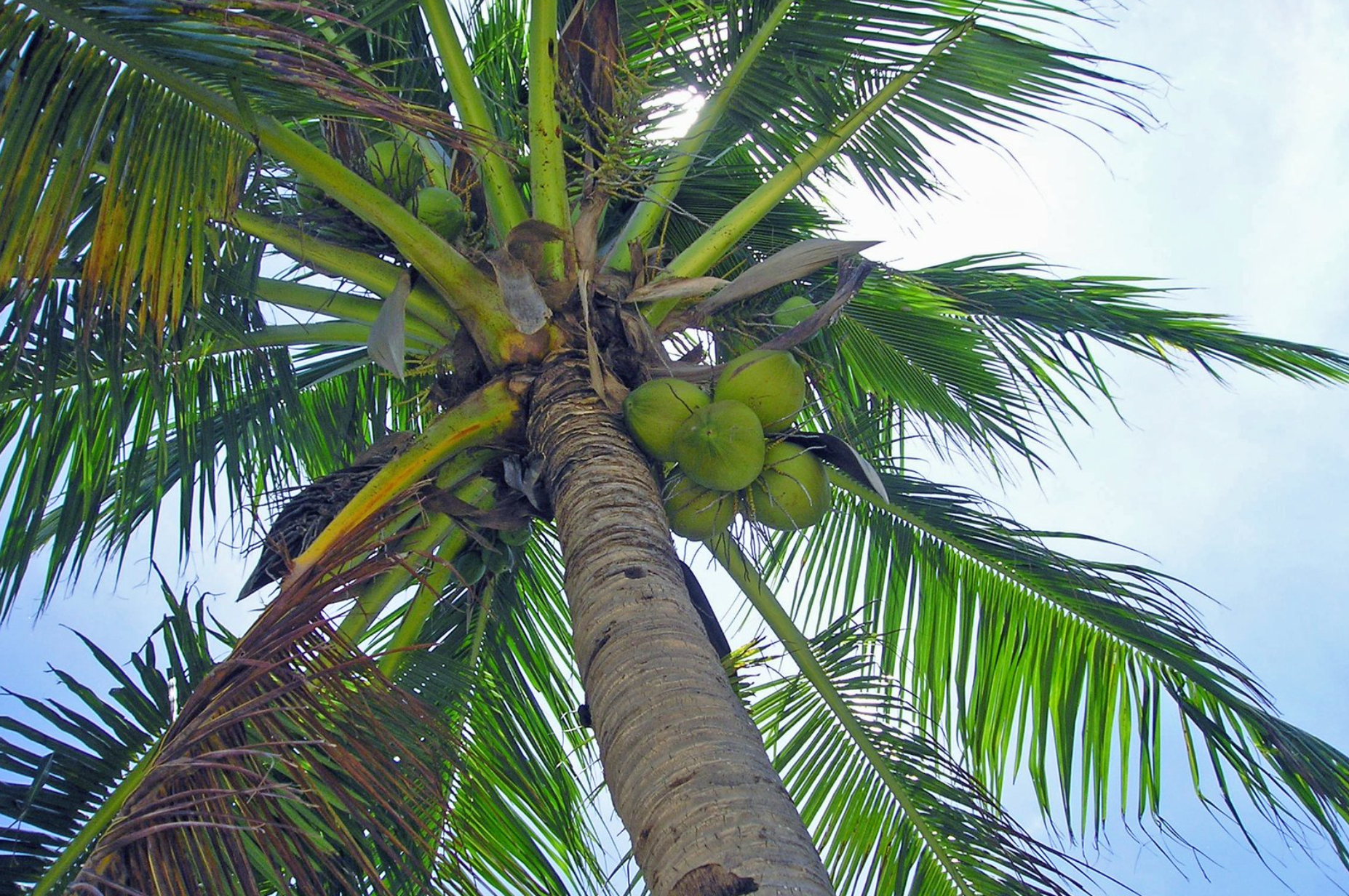 Coconut tree leaf