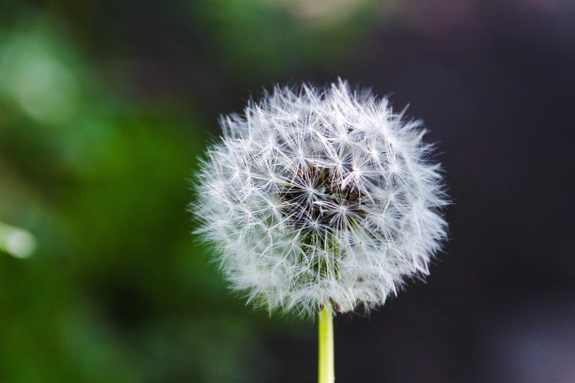 Dandelion bloom