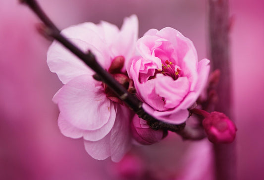 Pink cherry blossoms