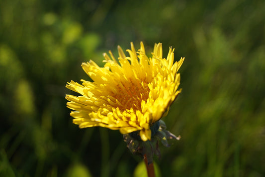 Dandelion flower