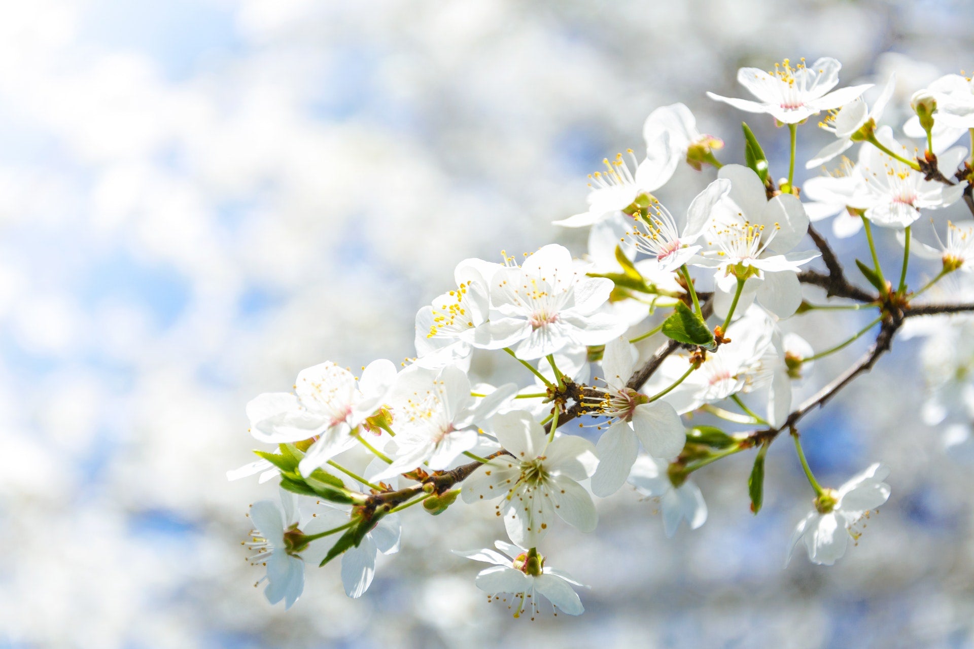 White cherry blossoms