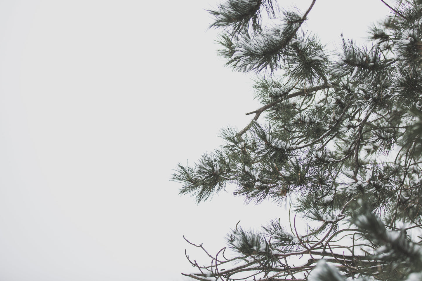 Pine needle